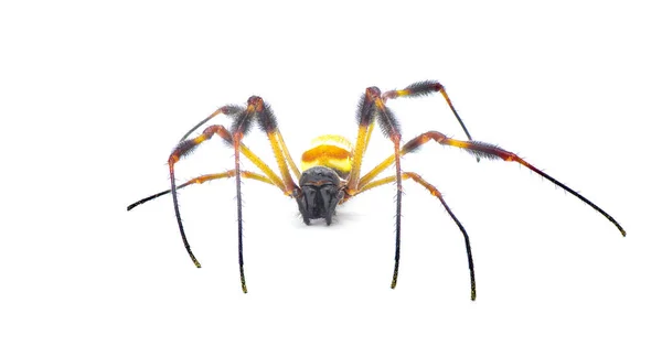Χρυσή Μεταξωτή Σφαίρα Υφαντή Αράχνη Μπανάνα Trichonephila Clavipes Μεγάλη Ενήλικη — Φωτογραφία Αρχείου