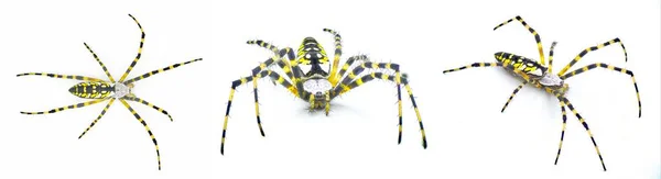 노란색 옥수수 Mckinley Orbweaver Orb Weaver Spider Argiope Aurantia 배경에 — 스톡 사진