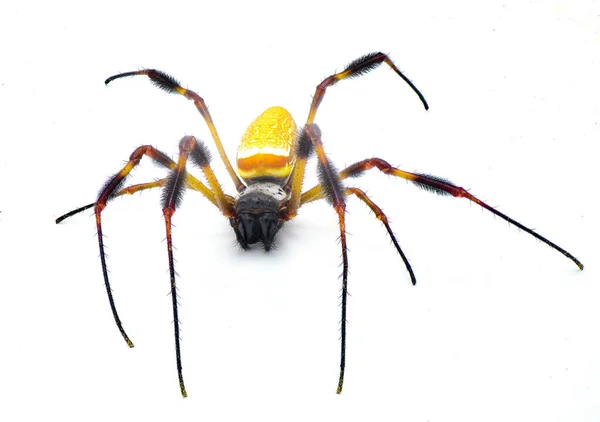 Χρυσή Μεταξωτή Σφαίρα Υφαντή Αράχνη Μπανάνα Trichonephila Clavipes Μεγάλη Ενήλικη — Φωτογραφία Αρχείου