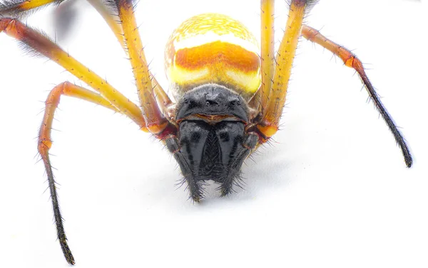 Altın Ipek Küre Dokumacı Muz Örümceği Trichonephila Clavipes Beyaz Arka — Stok fotoğraf