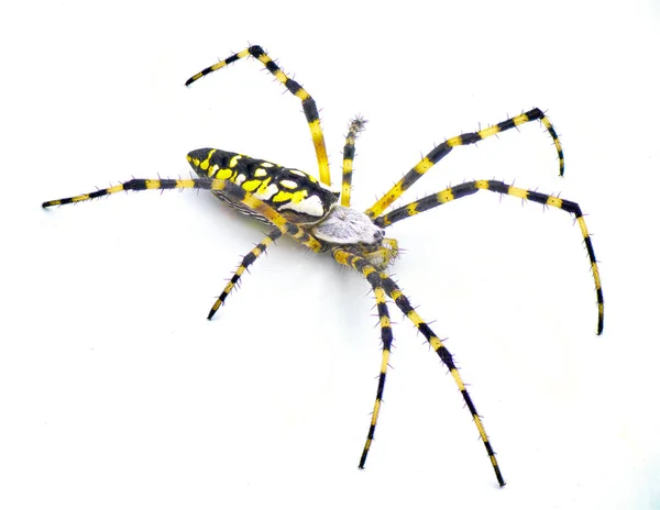 成年雌性黑色和黄色花园蜘蛛 金色花园蜘蛛 玉米或麦金莱球织蜘蛛或球织蜘蛛 拱形极光 白色背景顶部侧面视图隔离 — 图库照片