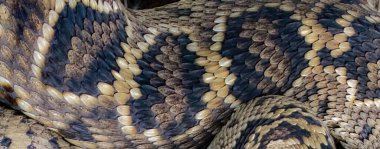 Eastern Diamondback rattlesnake - crotalus adamanteus - isolated on white background close up macro wallpaper of skin keeled or rough scales pattern and texture variable diamond shapes clipart