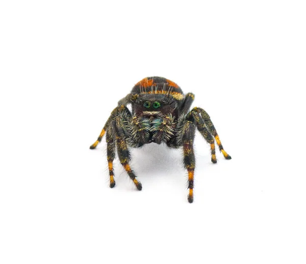 Parlak Sıçrayan Örümcek Phidippus Clarus Salticidae Familyasından Büyük Turuncu Paslı — Stok fotoğraf