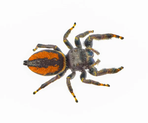 聪明的跳跃蜘蛛 果蝇科 大雄鱼 有生锈的橙红色侧纹 腹部有一条黑色中点条纹 从白色背景背向后看 — 图库照片