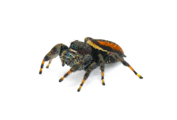 Brilantní Jumping Spider Phidippus Clarus Čeledi Salticidae Velký Pes Rezavě — Stock fotografie