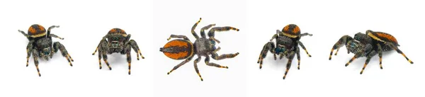 聪明跳跃蜘蛛 果蝇科 大雄鱼 有生锈的橙红色侧纹 腹部有黑色中点条纹 在白色背景下被隔离5个视图 — 图库照片