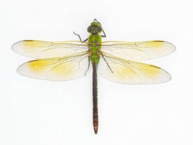 Dişi yeşil darner (Anax junius), Aeshnidae familyasından bir yusufçuk türüdür. Kuzey Amerika 'daki en yaygın türlerden biri beyaz arka plan üst sırt görünümünde izole edilmiştir.