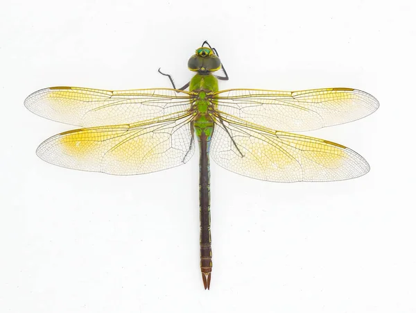 Dişi Yeşil Darner Anax Junius Aeshnidae Familyasından Bir Yusufçuk Türüdür — Stok fotoğraf