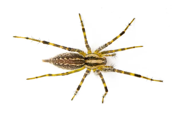 American Grass Spider Género Arácnidos Tejedores Embudo Género Agelenopsis Construyen — Foto de Stock