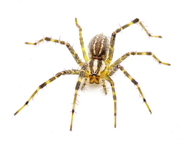 Agelenopsis Spus 깔때기 웨이버 Arachnid의 그들은 라운드 오프닝 실크의 시트를 — 스톡 사진