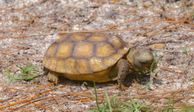 Bebek Florida Gopher Kaplumbağası - Gopherus polyphemus - Yerli vahşi Sandhill habitatında bitki ve ot yiyor. Ağzı açık yan görünüm