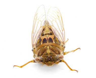 Very large Resonant Cicada or Southern pine barrens cicada fly - Megatibicen resonans - loud insect at the end of summer in southeastern United States. isolated on white background front face top view clipart