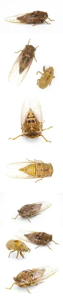 Resonant Cicada Atau Southern Pine Barrens Cicada Fly Megatibicen Resonans — Stok Foto