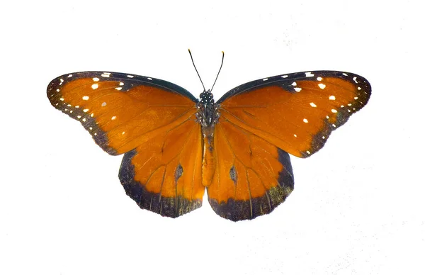 Mariposa Reina Adulta Danaus Gilippus Naranja Rayas Negras Manchas Puntos — Foto de Stock