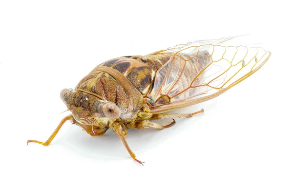 Muito Grande Resonant Cicada Southern Pine Barrens Cicada Fly Megatibicen — Fotografia de Stock
