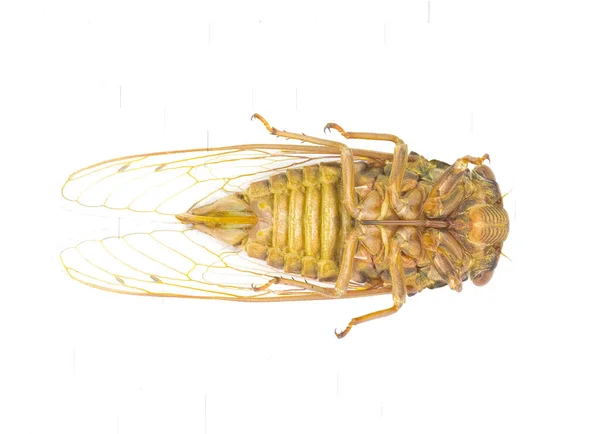 Velmi Velký Resonant Cicada Nebo Jižní Borovice Pustina Cicada Moucha — Stock fotografie
