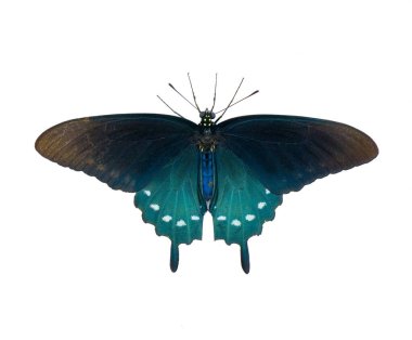 pipevine boru sarmaşığı ya da mavi kırlangıç kelebeği - Battus philenor - beyaz arka planda izole edilmiş yanardöner mavi arka kanatları olan siyah sırt kanatları açık