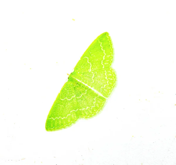 Southern Emerald Moth Synchlora Frondaria Espécie Comum Todo Eua Isolado — Fotografia de Stock