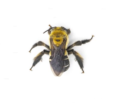 black legged longhorn bee - Svastra atripes - is a species of long horned bee in the family Apidae. Female have shorter antennae than the male. isolated on white background top dorsal view clipart