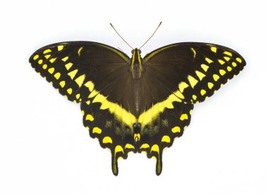 Palamedes Swallowtail - Papilio palamedes - large butterfly with yellow, black, blue pattern and colors. Isolated on white background top dorsal view clipart