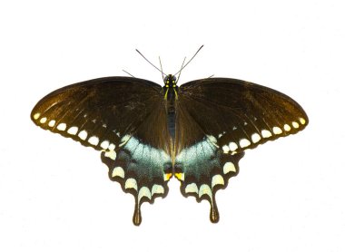 spicebush swallowtail swallow tail or green clouded butterfly - Papilio troilus ilioneus - the Florida peninsula sub species Isolated on white background top dorsal view clipart