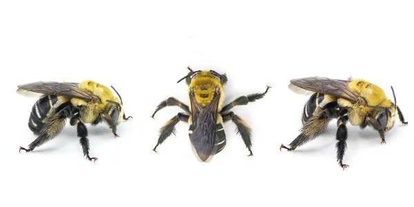 Pszczoła Długoogonowa Svastra Atripes Gatunek Słodkowodnej Pszczoły Rodziny Apidae Samice — Zdjęcie stockowe