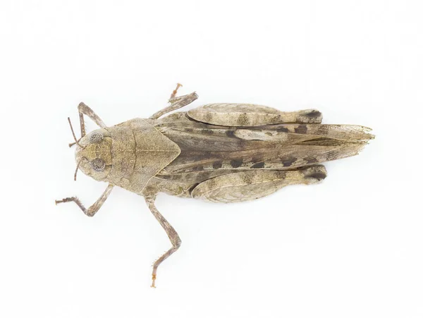 Grasshopper Alado Laranja Pardalophora Phoenicoptera Inseto Cor Cinza Muito Grande — Fotografia de Stock
