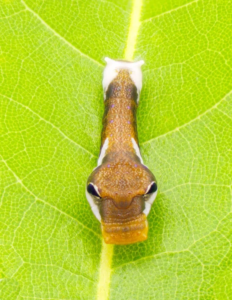 Palamedes Swallowtail Fjäril Papilio Palamedes Eller Momentet Värdväxtbladet För Franklinia — Stockfoto