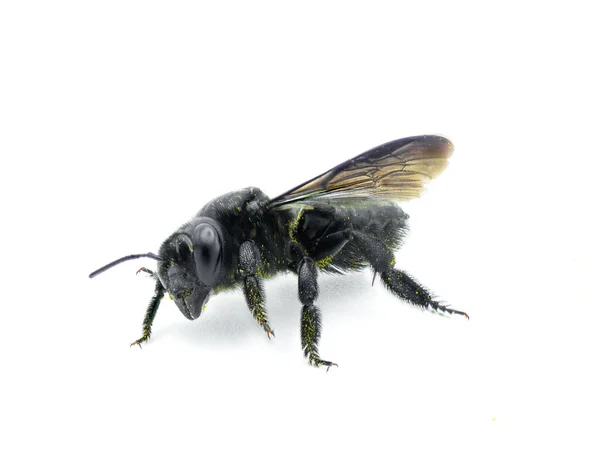 Stolarz Naśladowca Pszczół Liściastych Megachile Xylocopoides Nazwany Względu Powierzchowne Podobieństwo — Zdjęcie stockowe