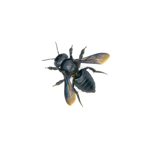 Marangoz Yaprak Kesen Arı Megachile Ksilopopoides Marangoz Arı Cinsi Xylocopa — Stok fotoğraf
