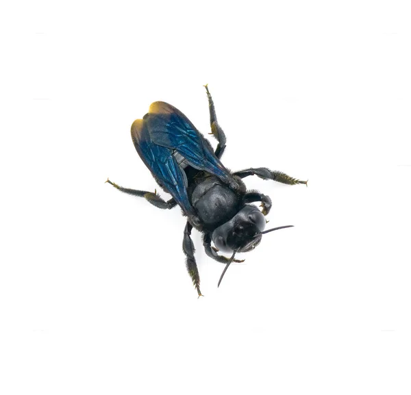 Tischler Imitieren Blattschneider Biene Megachile Xylocopoides Benannt Nach Ihrer Oberflächlichen — Stockfoto