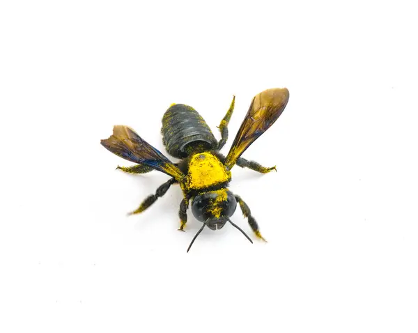 Riesige Schweißbiene Dieunomia Heteropoda Große Arten Der Fliegenden Insektenfamilie Halictidae — Stockfoto
