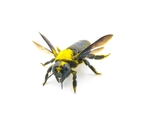 巨大な汗ミツバチ ダイアンヌヘテロパダ 中央アメリカと北米で見つかった飛ぶ昆虫家族の大規模な種ハリケンジーは 白い背景に孤立し トップビューに花粉を付けました — ストック写真