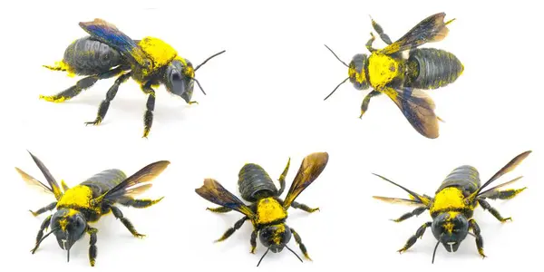 Olbrzymia Pszczoła Potowa Dieunomia Heteropoda Duże Gatunki Owadów Latających Rodziny — Zdjęcie stockowe