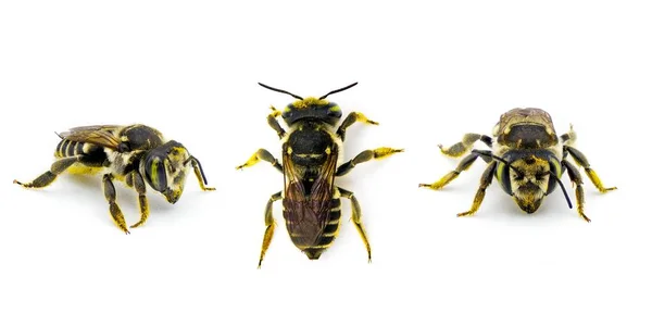 白足切叶蜂 Megachile Albitarsis 是大黄蜂科的一种蜜蜂 在白色背景下 有三种观点可能是孤立的 花瓣或平行体 — 图库照片
