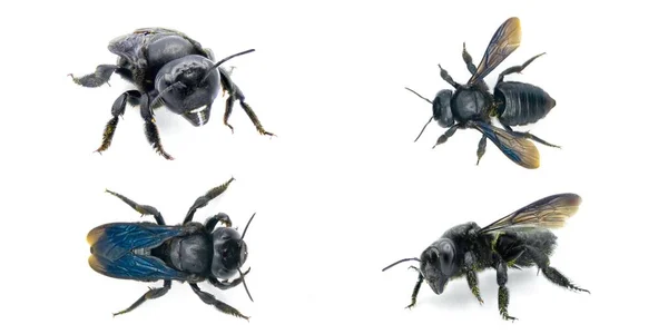 Плотник Подражатель Листорезальной Пчелы Megachile Xylocopoides Назван Поверхностное Сходство Родом — стоковое фото