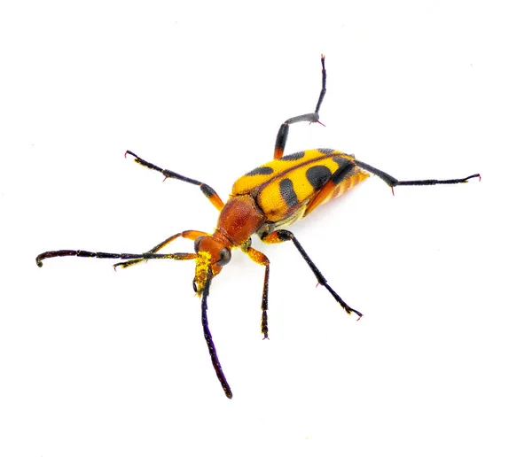 六个斑纹花序 Strangalia Sexnotata 甲虫科的一种长角羚 被称为Cerambycidae 牠们在北美被发现 隔离在白色背景的顶部前视图 — 图库照片