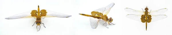 Carolina Saddlebags Dragonfly Dragon Fly Tramea Carolina Common Flying Insect — Stock Photo, Image