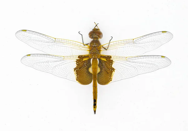 卡罗莱纳马鞍袋蜻蜓或龙苍蝇 在夏天的一天中 一种常见的飞行昆虫 基于白色背景背景图的极端细节宏拍摄 — 图库照片