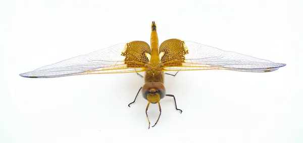 卡罗莱纳马鞍袋蜻蜓或龙苍蝇 在夏天的一天中 一种常见的飞行昆虫 在白底背景正面视图中孤立的极端细节宏镜头 — 图库照片