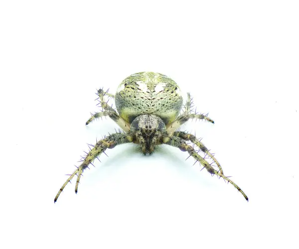Arabský Pavouk Neoscona Arabesca Jeden Nejběžnějších Pavouků Severní Americe Izolované — Stock fotografie
