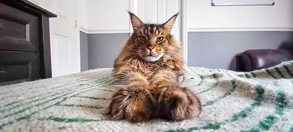 Mainecoon Cat Felis Catus Μεγάλο Ενήλικο Αρσενικό Που Στηρίζεται Κουβέρτα — Φωτογραφία Αρχείου