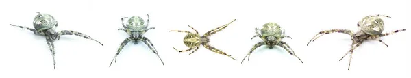 阿拉伯锥织蜘蛛 新阿拉伯锥织蜘蛛是在北美发现的最常见的锥织蜘蛛之一 基于白人背景的五种观点 — 图库照片