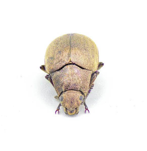Adult Darkling Beetle Bothrotes Canaliculatus Acutus Goud Goudbruin Geel Metallic — Stockfoto