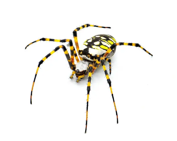 Gravid Nainen Aikuinen Musta Keltainen Puutarha Hämähäkki Kultainen Puutarha Hämähäkki — kuvapankkivalokuva