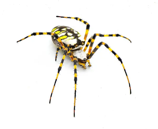 Gravid Θηλυκό Ενήλικο Μαύρο Και Κίτρινο Αράχνη Στον Κήπο Χρυσή — Φωτογραφία Αρχείου