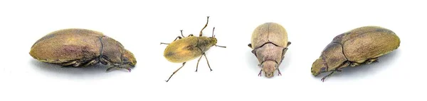 Adult Darkling Beetle Bothrotes Canaliculatus Acutus Oro Marrón Dorado Amarillo —  Fotos de Stock