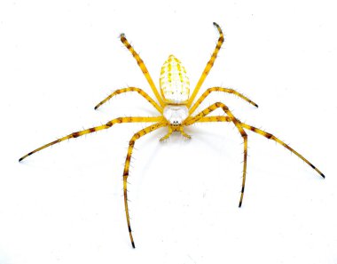 Vahşi bantlı bahçe küresi dokumacı örümceği - Argiope trifasciata - karnında siyah şerit bulunmayan açık renk şekil. Sarı turuncu kırmızı renk. Beyaz arkaplanda izole edilmiş ön bacaklar görünüm dışında