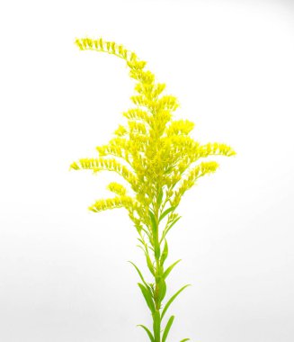 Chapmans goldenrod - Solidago odora var. chapmanii - a common natural wildflower in north Florida in late summer early fall autumn. Important nectar source for insects Isolated on white background clipart