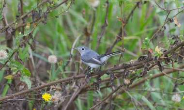 blue gray grey gnatcatcher - Polioptila caerulea - a small songbird perched on branches of camphor weed providing hiding and camouflage. It flies fast and erratic in search of small bugs and insects clipart